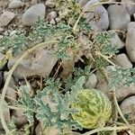 Citrullus colocynthis Fruto