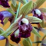 Zygopetalum maculatum Цветок