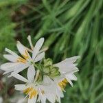 Anthericum liliago Лист