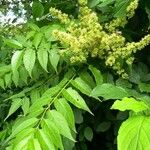 Ailanthus altissimaBloem