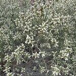 Baccharis spicata Hoja