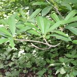Pouteria reticulata Hoja