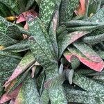 Gasteria obliqua Leaf