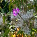 Epilobium hirsutumFlor