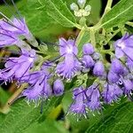 Caryopteris × clandonensis Diğer