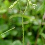 Linnaea borealis Fruit