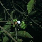 Protium heptaphyllum Fruit