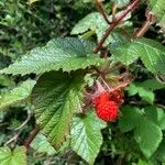 Rubus tricolor Fruit