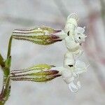 Silene nicaeensis 花