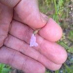 Anisantherina hispidula Flor