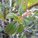 Miconia ciliata Frunză