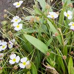 Baldellia ranunculoides Λουλούδι