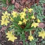 Narcissus minor Flower