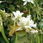 Bauhinia variegataFlower