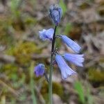 Brimeura amethystina Fula