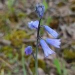 Brimeura amethystina Квітка