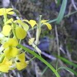 Erysimum pseudorhaeticum Flower