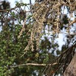 Ficus sur Fruto