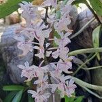 Aerides odorata Flor