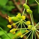 Anethum graveolens Blüte