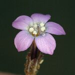 Gilia sinuata Flower