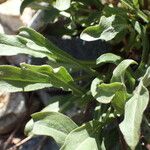 Erigeron schleicheri Blad