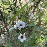 Leptospermum scoparium Květ