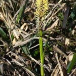 Carex ericetorum Habitatea