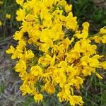 Cytisus galianoi Fleur