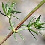 Galium lucidum Leaf