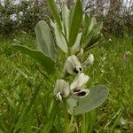 Vicia faba Hábito