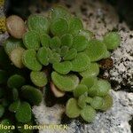 Sedum fragrans Vekstform