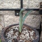 Agave tequilana Leaf
