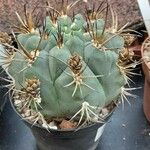 Gymnocalycium pflanzii 花