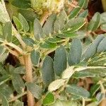 Tribulus terrestris Fruit