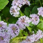 Verbena rigida Flower