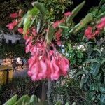 Begonia coccinea Цвят