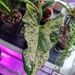 Syngonium angustatum Лист