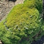 Azorella monantha Tervik taim