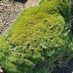 Azorella monantha Tabia