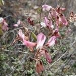Ononis fruticosa Blüte