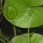 Sagittaria guayanensis 葉