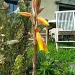 Aloe humilis Blomma