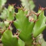 Euphorbia vandermerwei Лист