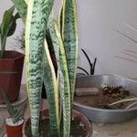 Sansevieria trifasciata Blatt