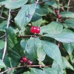 Lonicera xylosteumFruit