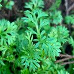 Cotula australis Leaf