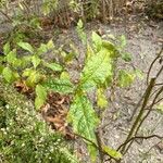 Solanum linnaeanum ഇല