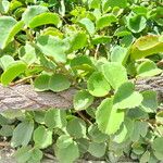 Cissus rotundifolia Lehti