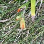 Iris foetidissima ഫലം